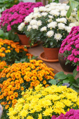 Rows of yellow, orange, pink, and white chrysanthemums blooming on wooden greenhouse shelves surrounded by lush green leaves during autumn season. Gardeing hobby, plant breeding, decorative garden