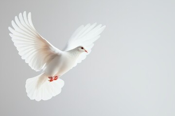 Obraz premium A single white dove with wings spread captured mid flight against a subtle grey background
