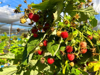 A raspberry bush, a branch with berries. Berry farm