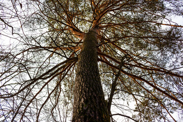 Looking skyward, a majestic pine tree trunk dominates, with its rugged bark and a canopy of branches reaching out against the soft autumn sky, showcasing nature's grandeur
