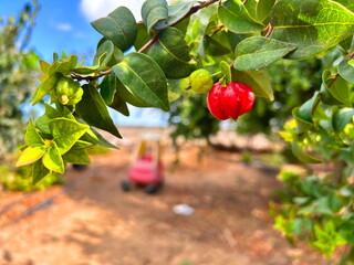 Surinam cherry on a branch. Red berry. A tree in the garden against the background of the sky. Eugenia uniflora Pitanga