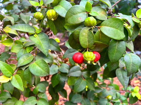 Surinam cherry on a branch. Red berry. A tree in the garden against the background of the sky. Eugenia uniflora Pitanga