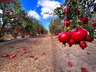 A beautiful ripe pomegranate on a branch. Pomegranate orchard. Harvest season. Rotten pomegranates...