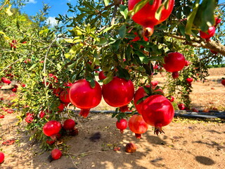 A ripe, beautiful pomegranate on a tree branch. A pomegranate orchard, a fruit farm. Autumn is the harvest season, the time for pomegranate juice production.