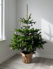 Living Christmas Tree – Potted Spruce in Corner, Minimal Decor, Sustainable Tradition 