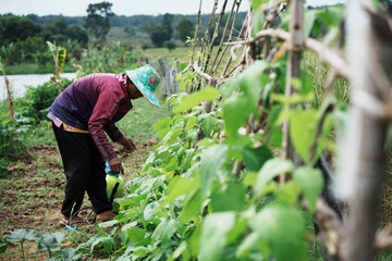 Harvesting vegetables in rural fields community garden agricultural work outdoor close-up sustainable living