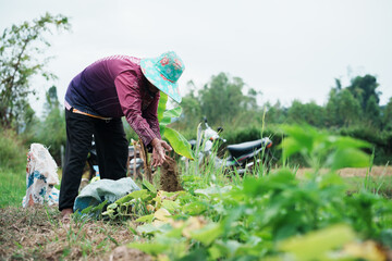 Harvesting vegetables rural farm agriculture outdoor close-up sustainable living