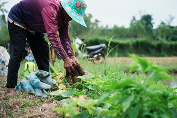 Gardening action by farmer rural area nature setting close-up view sustainable practices