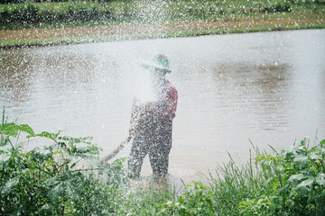 Irrigation worker cultivating rice rural farmland photography natural environment close-up view agriculture practices