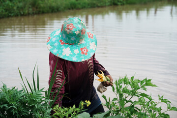 Harvesting plants in a lush waterway rural setting agriculture scene close-up perspective