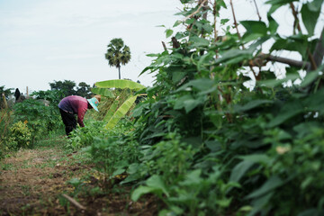 Gardening activity community farm image capture rural setting ground-level perspective sustainable practices