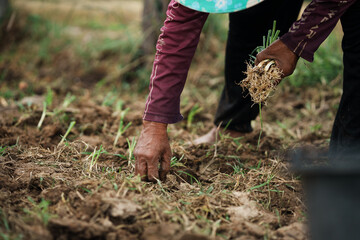 Cultivating crops farmer's hands in the field rural landscape agricultural activity natural...