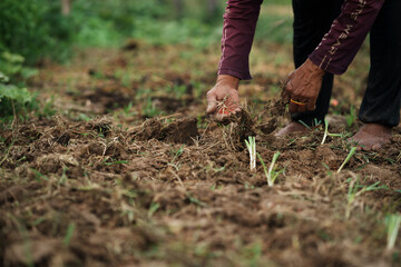 Cultivating sustainable agriculture rural farm photography natural setting close-up environmental awareness