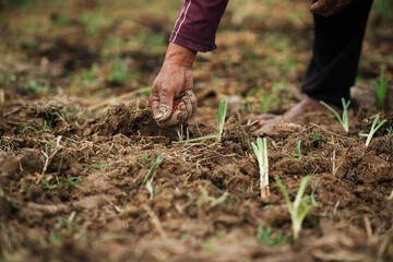 Cultivating fresh produce farmer planting crops in fertile soil rural farm close-up view agricultural concept