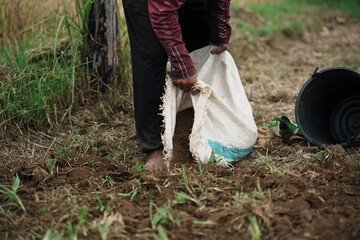 Harvesting rice rural field agricultural activity outdoor setting close-up view sustainable farming practices