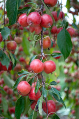 a large harvest of paradise apples on the tree