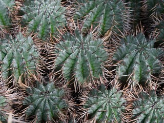 Euphorbia horrida （ユーフォルビア・ホリダ）