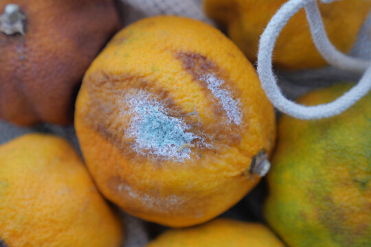 Moldy citrus fruit showing decay on a rustic surface
