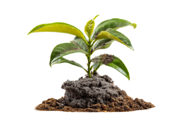 Young plant emerging from rich soil mound on a transparent background, cut out