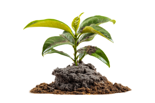 Young plant emerging from rich soil mound on a transparent background, cut out