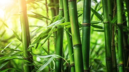 radial. Dew drops in a circular pattern along delicate spider web threads. wildlife magazines, conservation campaigns, designed for wildlife conservation campaigns, supports conservation.