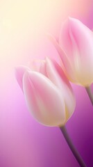 Naklejka premium Blurred gradient purple Tulips tulip blossom flower.