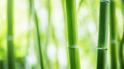 Fototapeta premium radial. Dew drops in a circular pattern along delicate spider web threads. wildlife magazines, conservation campaigns, designed for wildlife conservation campaigns, supports conservation.