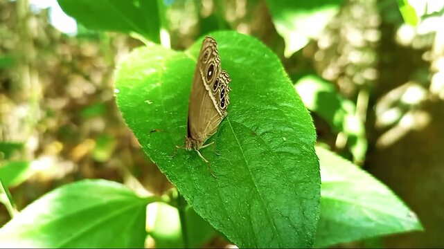 Junonia atlites butterfly resting on green leaf in natural environment