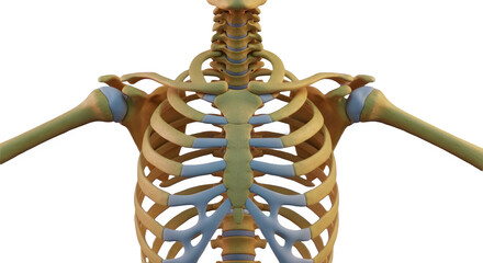 Human rib cage skeleton anatomy isolated on a white background for medical science and education