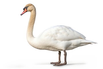 Fototapeta premium Swan animal goose white.