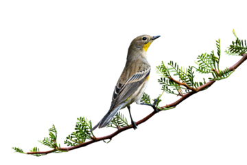 Yellow-Rumped Warbler (Dendroica coronata) Photo, Perched on an Elephant Tree (Bursar microphylla) Plant, on a Transparent, Isolated PNG Background