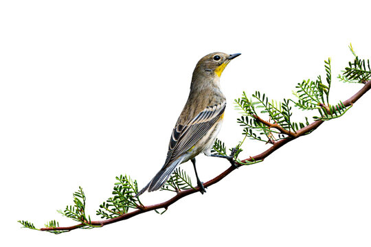 Yellow-Rumped Warbler (Dendroica coronata) Photo, Perched on an Elephant Tree (Bursar microphylla) Plant, on a Transparent, Isolated PNG Background