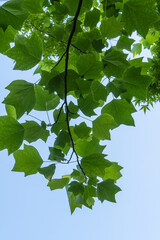 View upward through a canopy of lush, green leaves Tulip tree  (Liriodendron tulipifera) against clear blue sky, capturing serene beauty of nature. Selective focus. Design concept inspired by nature.