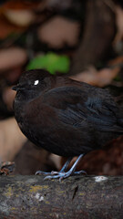 crow on the ground