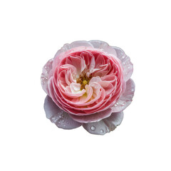 Rose petal flower delicate pink bloom garden botany