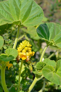 Yellow devils claw flowers and leaves - Latin name - Ibicella lutea
