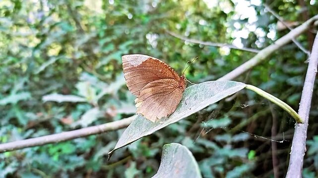 Palmfly butterfly resting on green leaf in natural forest environment