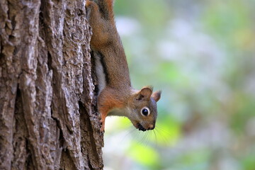 American red squirrel leaves crumbs in its whiskers while eating seeds and hanging upside down