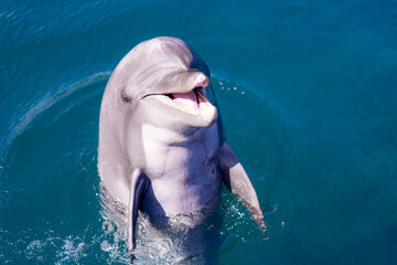 Obraz premium A cheerful bottlenose dolphin rising above the clear blue ocean surface, showing its teeth and appearing to smile in natural sunlight. A joyful and intelligent marine mammal captured in a vivid．