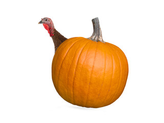 brown female turkey isolated on white background