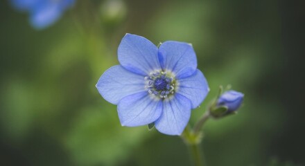 Close-up of a single delicate light-blue flower. Soft focus on blurred green background