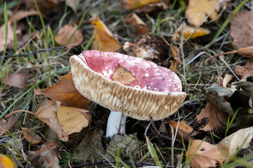 Autumn mushroom
