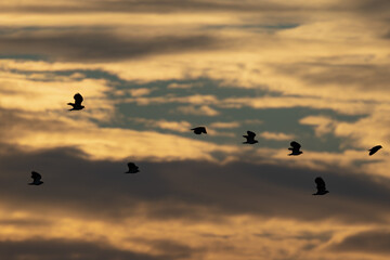 birds in the sunset sky
