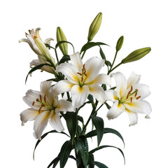 Lily flower bouquet with green stem and bud on