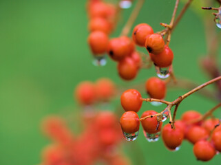 11月に色付いた赤いナナカマドの実