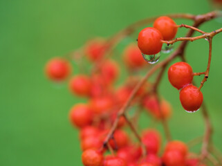 11月に色付いた赤いナナカマドの実