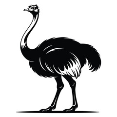 Obraz premium ostrich vector illustration
