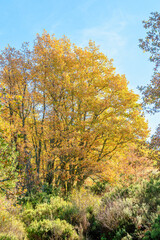 Fototapeta premium Stream Oak Forest Autumn Season, Hayedo de la Pedrosa Natural Protected Area, Riofrio de Riaza, Segovia, Spain