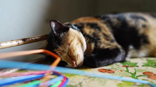 Close-up of a Sleeping Calico Cat Resting Peacefully in Warm Indoor Light