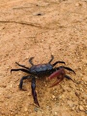 A rice field crab stands upon the rugged earth, claw raised to the wind —
a fragile warrior of the wild,
defying the vast silence with the pulse of its small, unwavering life.